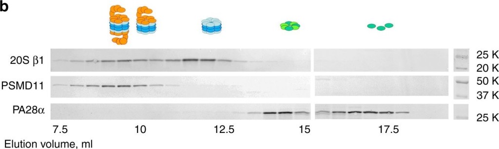 BML-PW8185 Proteasome activator 11S α subunit polyclonal antibody Western Blot Mouse 1
