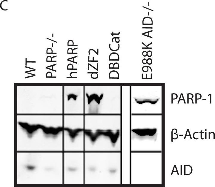 ALX-210-302 PARP-1 polyclonal antibody Western Blot 1