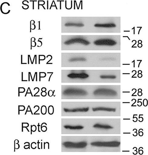 ノエビア LIPOSOME ULTRA A・C・E 45g ノエビア LIPOSOME ULTRA A・C・E 45g