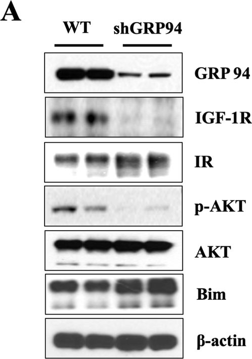 ADI-SPA-850 Grp94 monoclonal antibody (9G10) Western Blot 10