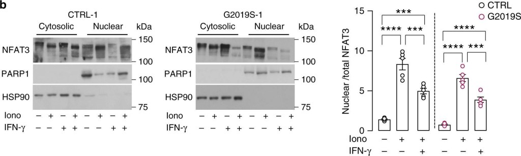 ADI-SPA-836 HSP90 polyclonal antibody Western Blot Human 2