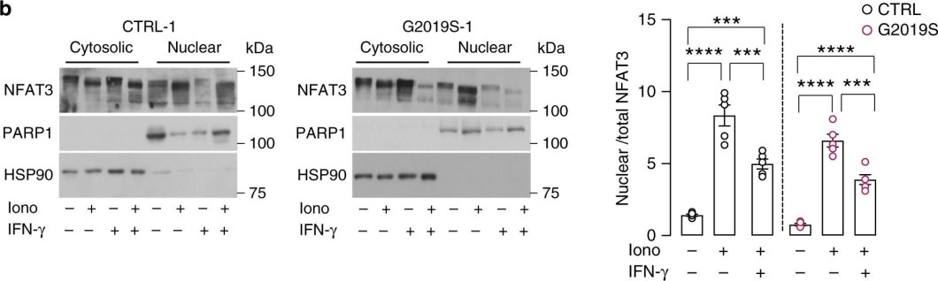 ADI-SPA-836 HSP90 polyclonal antibody Western Blot Human 2
