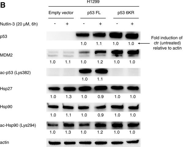 ADI-SPA-800PE HSP27 monoclonal antibody (G3.1) (PE conjugate) Western Blot 1