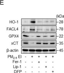ADI-SPA-816 HSC70/HSP73 polyclonal antibody Western Blot Mouse 5