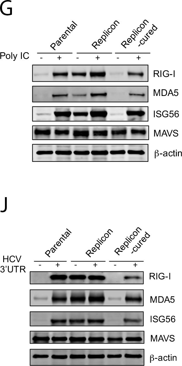 ALX-210-935 MDA5 (human) polyclonal antibody (AT113) Western Blot Human 1