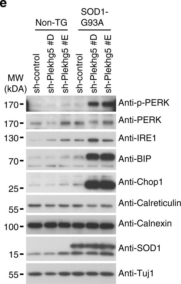 ADI-SPA-860 Calnexin polyclonal antibody Western Blot Mouse 11