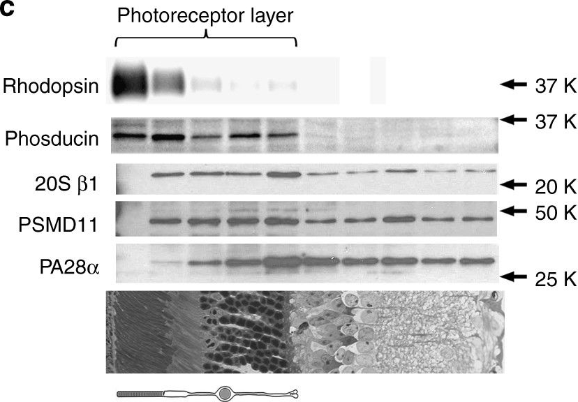 BML-PW8185 Proteasome activator 11S α subunit polyclonal antibody Western Blot Mouse 2