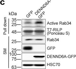 ADI-SPA-815 HSC70/HSP73 monoclonal antibody (1B5) Western Blot 1