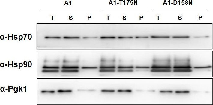 ADI-SPA-822 HSC70/HSP70 monoclonal antibody (BB70) Western Blot Saccharomyces cerevisiae 2
