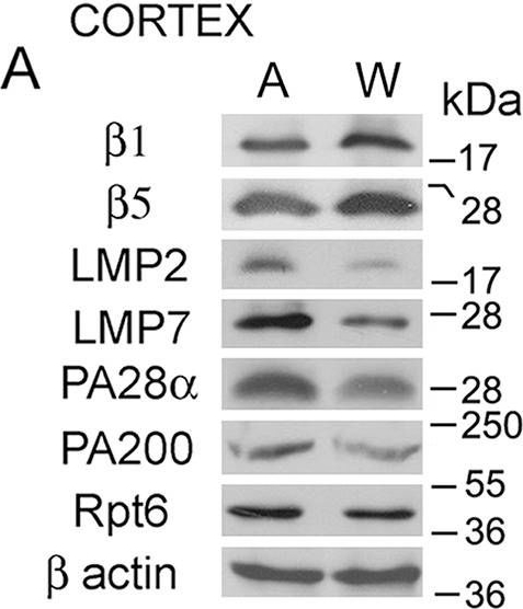 BML-PW9265 Proteasome 19S ATPase subunit Rpt6 monoclonal antibody (p45-110) Western Blot Rat 1
