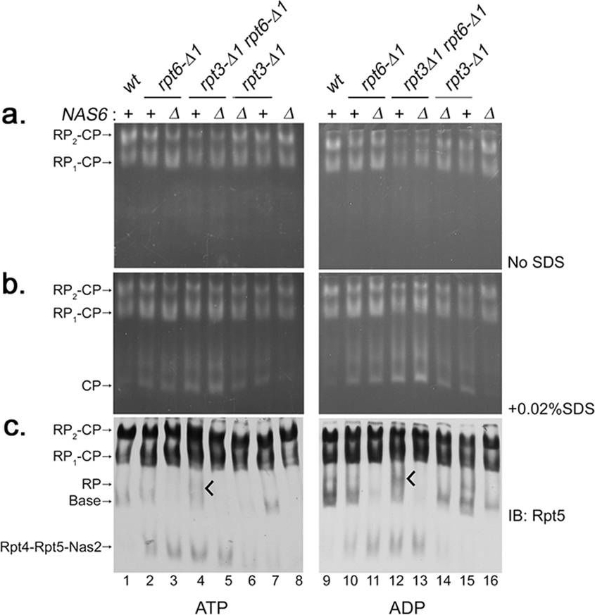 BML-PW8245 Proteasome 19S Rpt5/S6a subunit polyclonal antibody Western Blot Saccharomyces cerevisiae 5