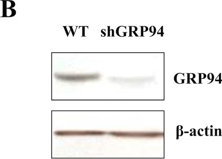 ADI-SPA-850 Grp94 monoclonal antibody (9G10) Western Blot 6