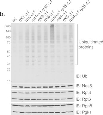 BML-PW8250 Proteasome 19S Rpt3/S6b subunit polyclonal antibody Western Blot Saccharomyces cerevisiae 3