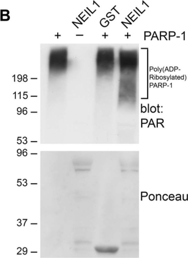 BML-SA249 PARP-1 monoclonal antibody (C-2-10) (affinity purified) Western Blot 4