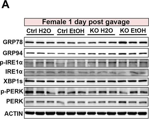 ADI-SPA-850 Grp94 monoclonal antibody (9G10) Western Blot 2