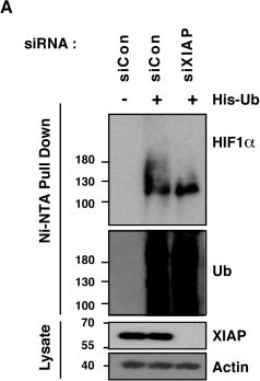 ADI-AAM-050 XIAP monoclonal antibody (2F1) Western Blot Human 1