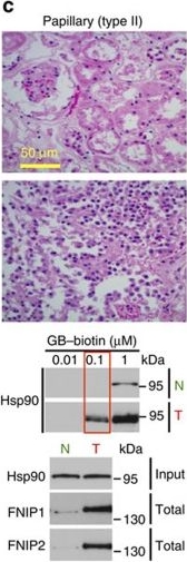 ADI-SPA-835 HSP90 monoclonal antibody (16F1) Western Blot Human 9
