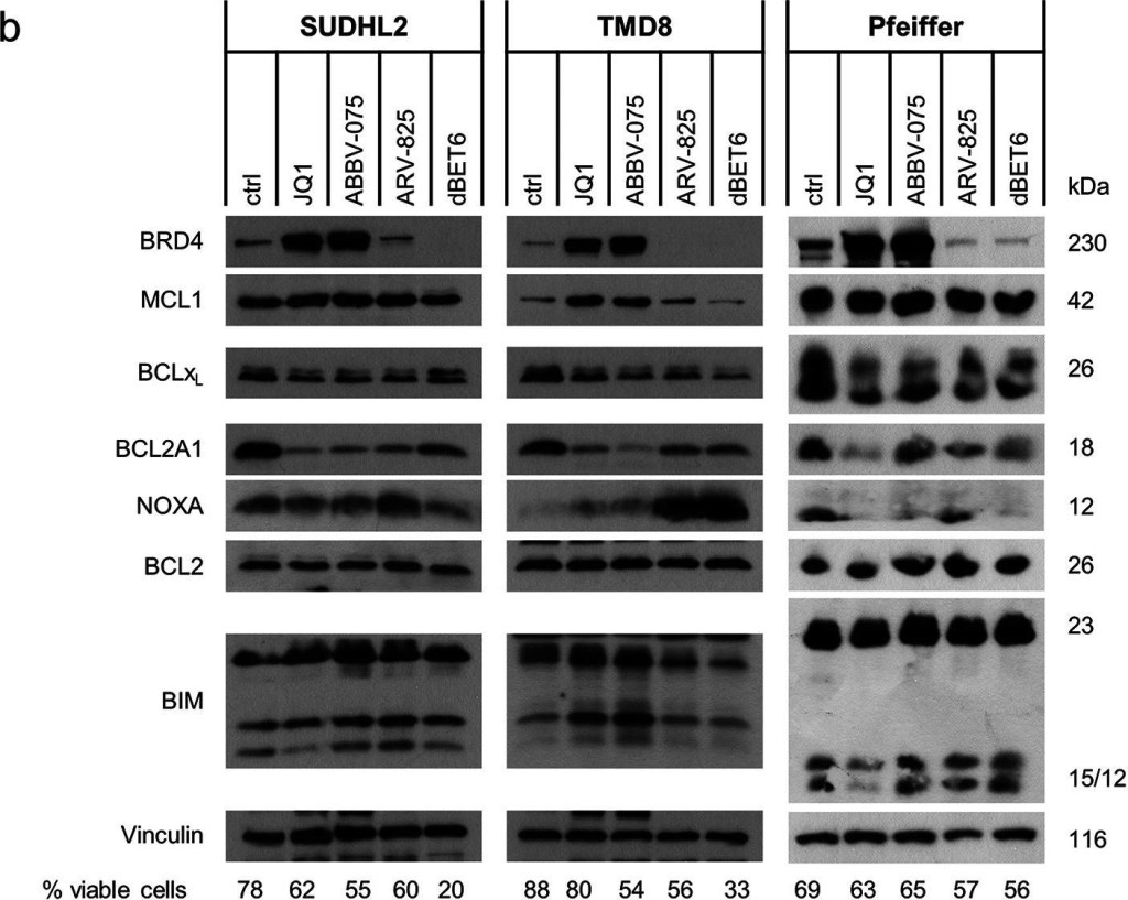 ALX-804-408 Noxa monoclonal antibody (114C307.1) Western Blot Human 4