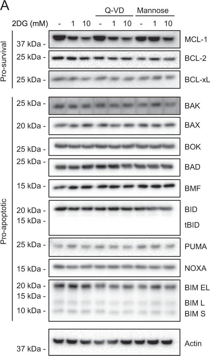 ADI-AAP-330 Bim/BOD polyclonal antibody Western Blot Human 1