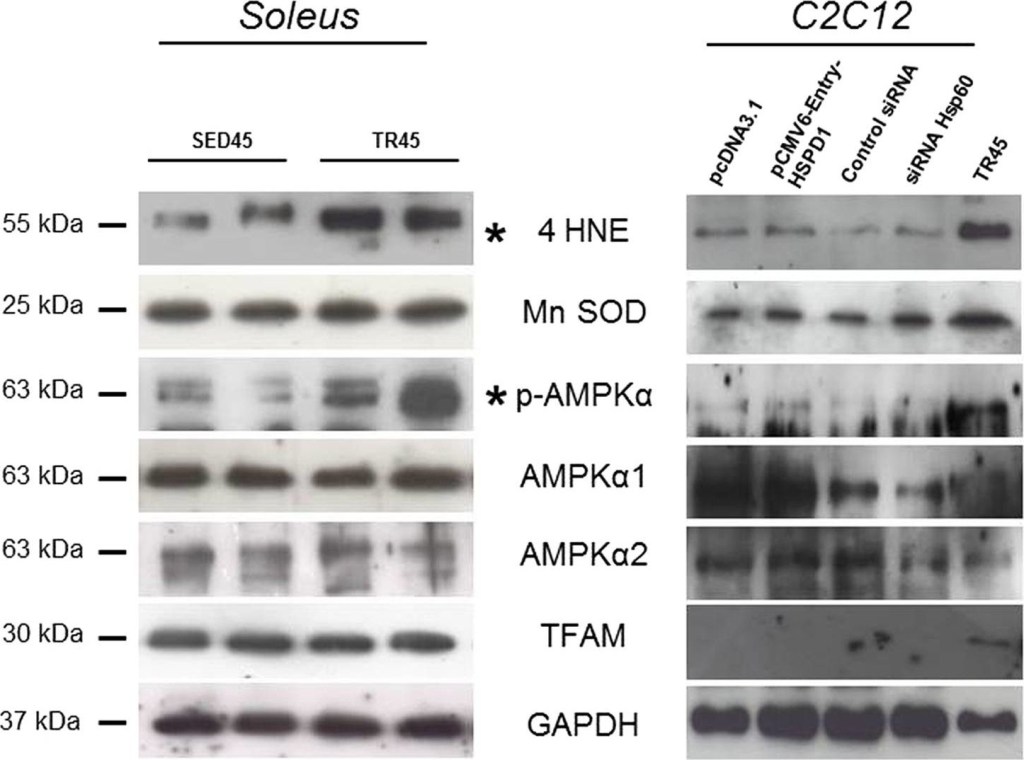ADI-SOD-110 Mn SOD polyclonal antibody Western Blot Mouse 1