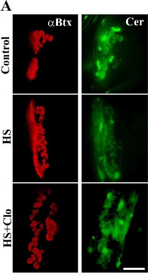 ALX-804-196 Ceramide monoclonal antibody (MID 15B4) Immunohistochemistry-Immunofluorescence Rat 1