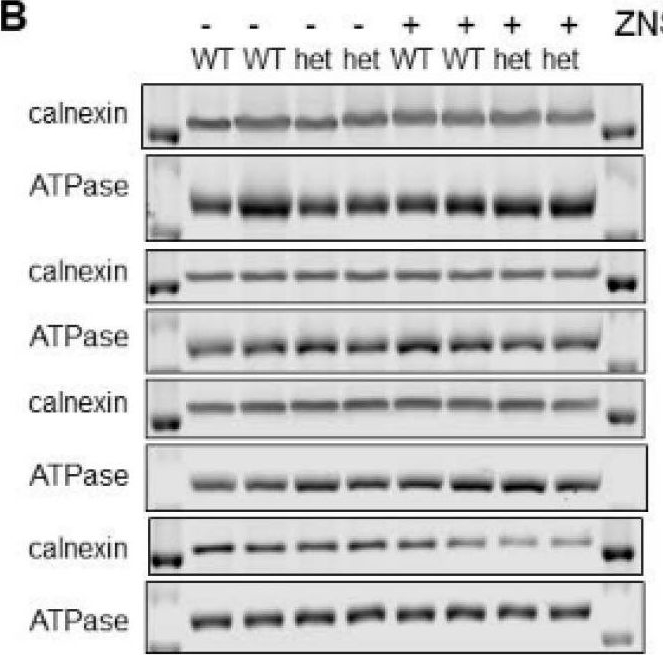 ADI-SPA-860 Calnexin polyclonal antibody Western Blot 1