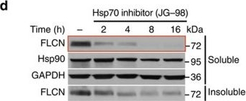 ADI-SPA-835 HSP90 monoclonal antibody (16F1) Western Blot Human 5