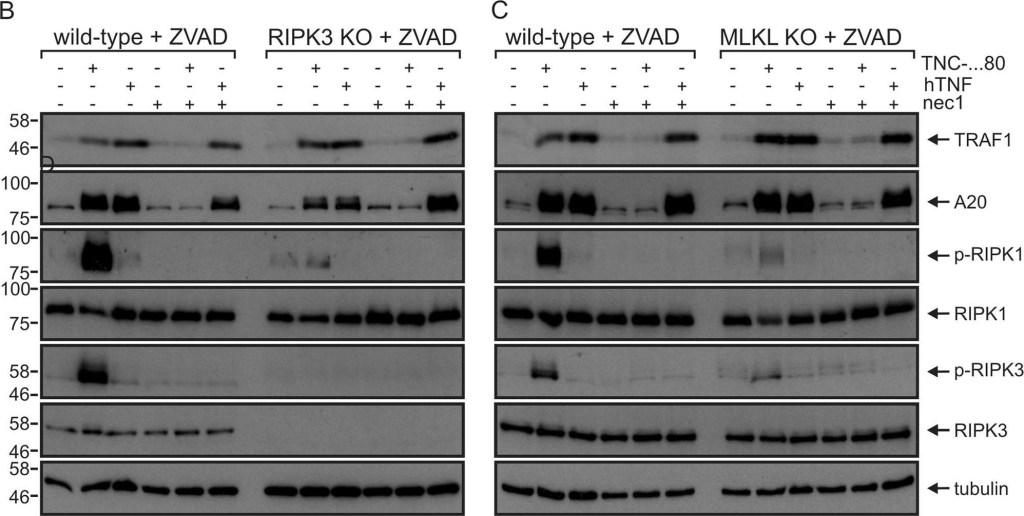 ADI-905-242 RIP3 polyclonal antibody Western Blot Mouse 1