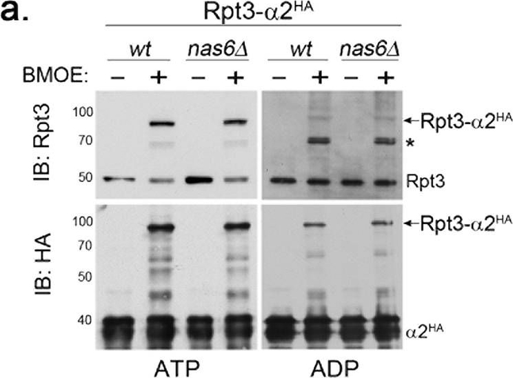BML-PW8250 Proteasome 19S Rpt3/S6b subunit polyclonal antibody Western Blot Saccharomyces cerevisiae 1