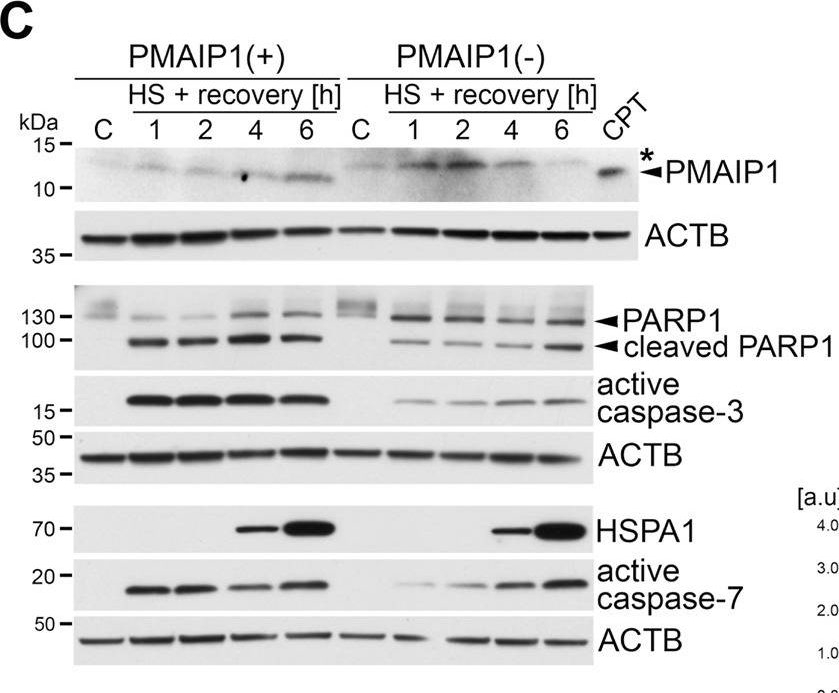 ADI-SPA-810 HSP70/HSP72 monoclonal antibody (C92F3A-5) Western Blot Mouse 2