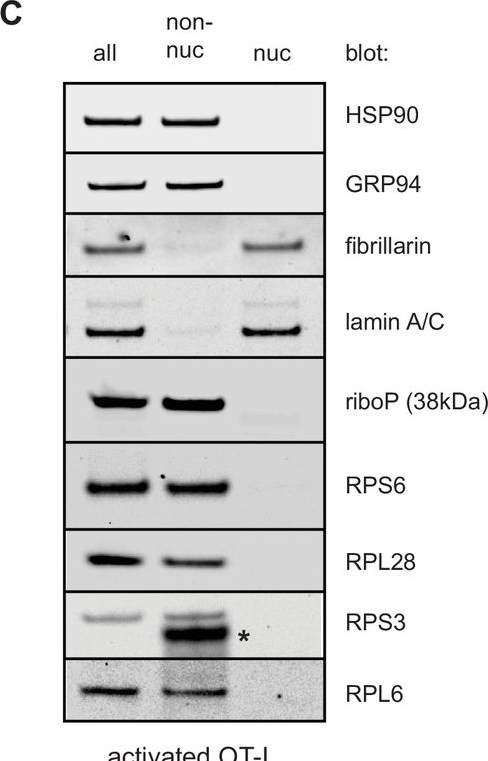 ADI-SPA-850 Grp94 monoclonal antibody (9G10) Western Blot 18