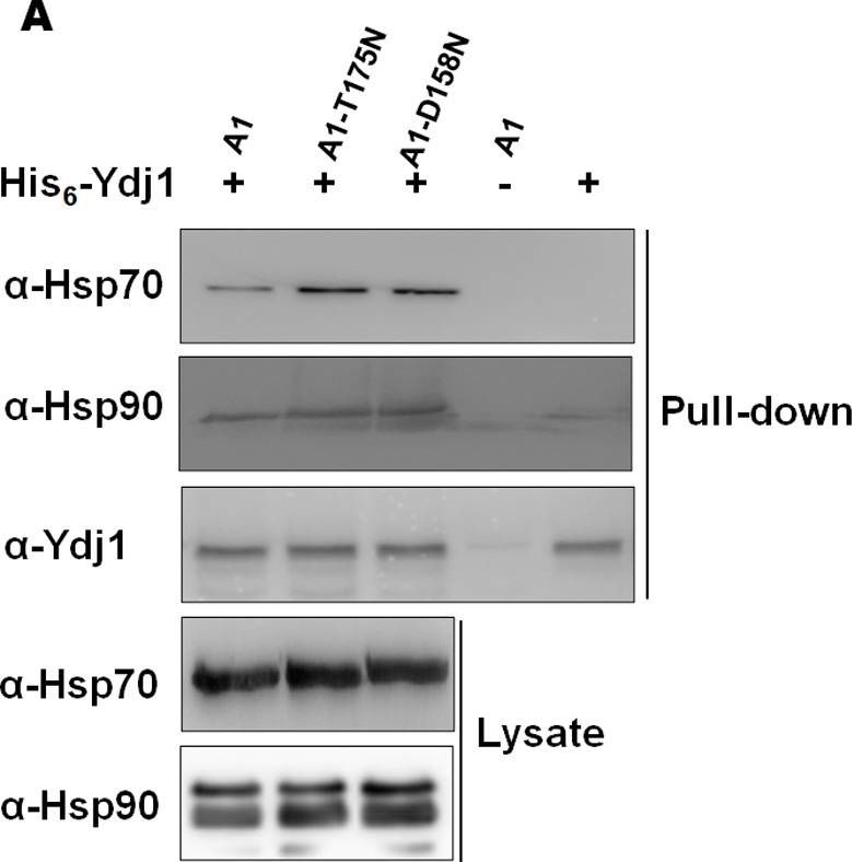 ADI-SPA-822 HSC70/HSP70 monoclonal antibody (BB70) Western Blot Saccharomyces cerevisiae 3