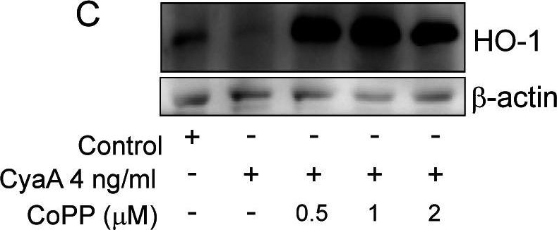 ADI-SPA-896 HO-1 polyclonal antibody Western Blot 1
