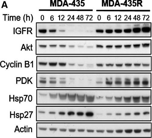 ADI-SPA-812 HSP70/HSP72 polyclonal antibody Western Blot Human 2