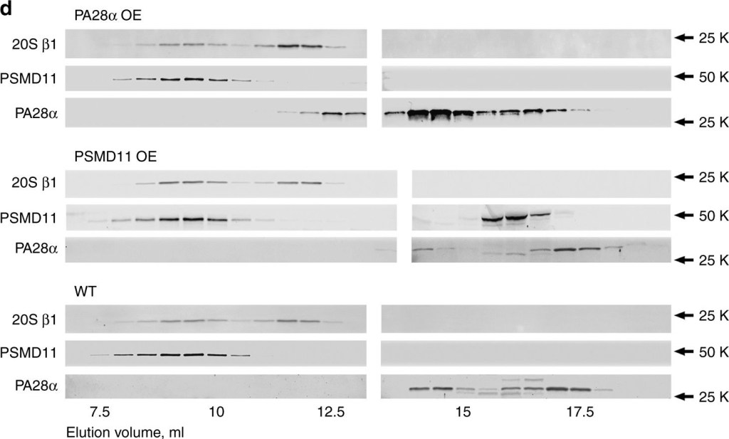 BML-PW8185 Proteasome activator 11S α subunit polyclonal antibody Western Blot Mouse 4