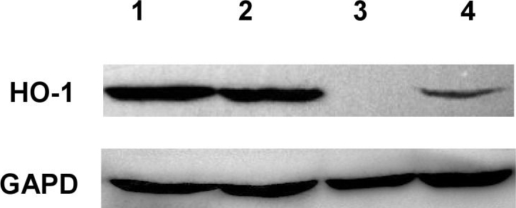 ADI-SPA-896 HO-1 polyclonal antibody Western Blot Human 4