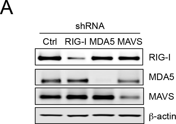 ALX-210-929 Cardif (human) polyclonal antibody (AT107) Western Blot Human 2