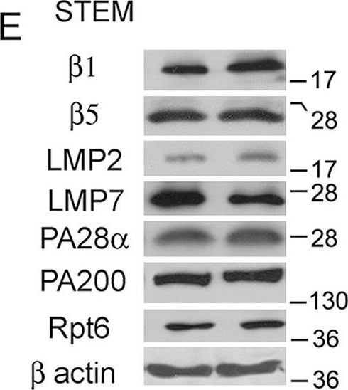 BML-PW9265 Proteasome 19S ATPase subunit Rpt6 monoclonal antibody (p45-110) Western Blot Rat 3