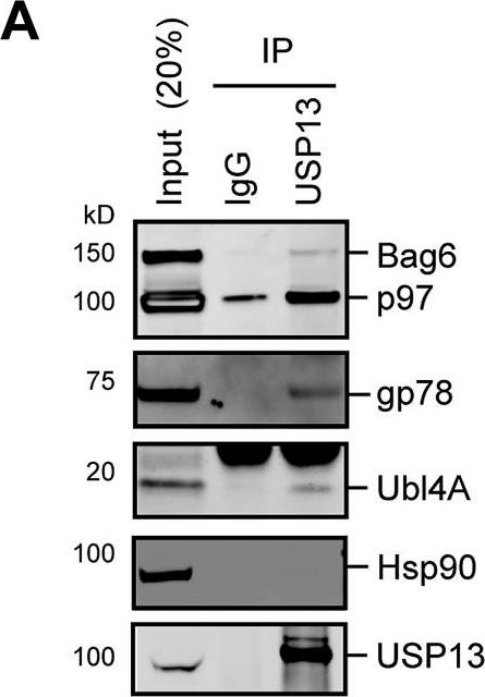 ADI-SPA-830 HSP90 monoclonal antibody (AC88) Western Blot 1