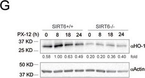 ADI-SPA-895 HO-1 polyclonal antibody Western Blot Human 1