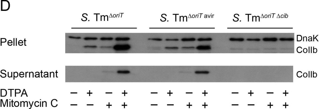ADI-SPA-880 DnaK (E. coli) monoclonal antibody (8E2/2) Western Blot 1