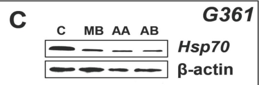 ADI-SPA-810 HSP70/HSP72 monoclonal antibody (C92F3A-5) Western Blot 1