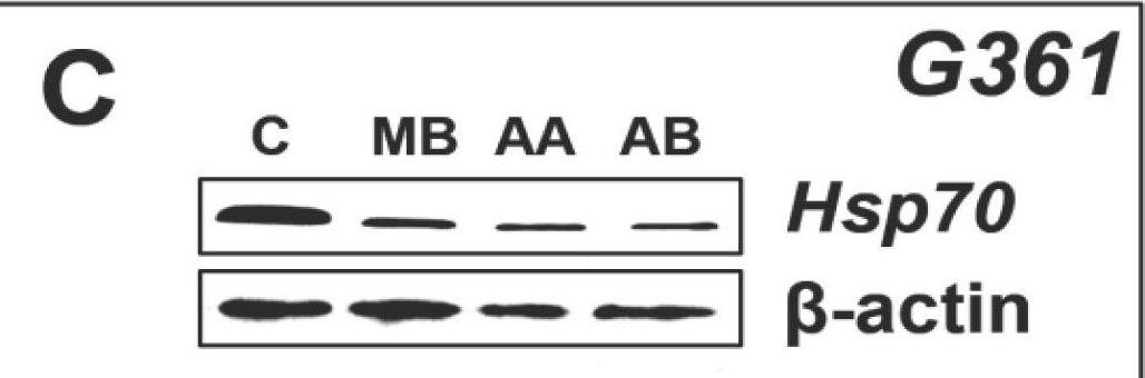 ADI-SPA-810 HSP70/HSP72 monoclonal antibody (C92F3A-5) Western Blot 1