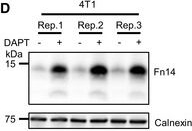 ADI-SPA-860 Calnexin polyclonal antibody Western Blot Human 8