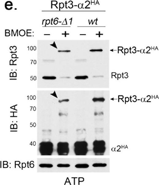 BML-PW8250 Proteasome 19S Rpt3/S6b subunit polyclonal antibody Western Blot Saccharomyces cerevisiae 2