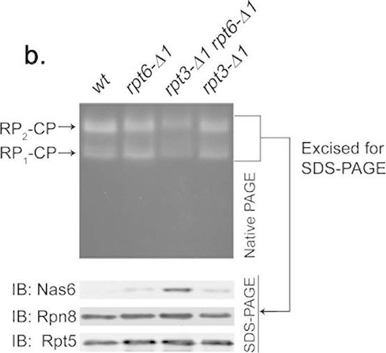 BML-PW8245 Proteasome 19S Rpt5/S6a subunit polyclonal antibody Western Blot Saccharomyces cerevisiae 2