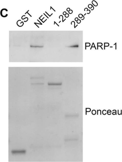 BML-SA249 PARP-1 monoclonal antibody (C-2-10) (affinity purified) Western Blot 1