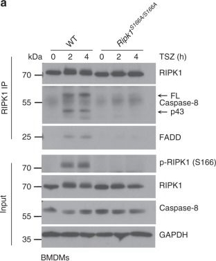 ADI-AAM-212 FADD monoclonal antibody (1F7) Western Blot Mouse 1