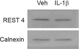 ADI-SPA-860 Calnexin polyclonal antibody Western Blot Mouse 32