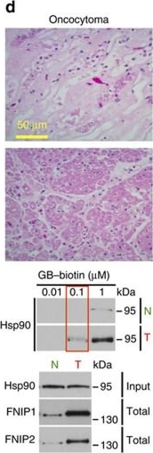 ADI-SPA-835 HSP90 monoclonal antibody (16F1) Western Blot Human 10